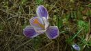 Crocusi