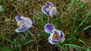Crocusi