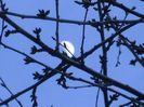 Luna in crestere in Rac