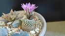 Turbinicarpus pseudopectinatus