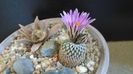 Turbinicarpus pseudopectinatus