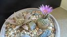 Turbinicarpus pseudopectinatus