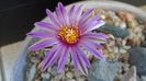 Turbinicarpus pseudopectinatus