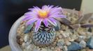 Turbinicarpus pseudopectinatus