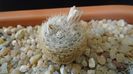 Mammillaria lasiacantha v. denudata