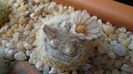 Mammillaria lasiacantha v. denudata
