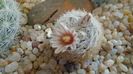 Mammillaria lasiacantha v. denudata