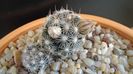 Mammillaria coahuilensis ssp. albiarmata