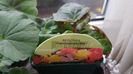 Begonia cascade puiuti