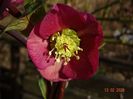 helleborus Benotta