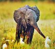 【insidemyself】- ⚘ Elefant ⚘