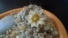 Mammillaria coahuilensis ssp. albiarmata