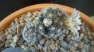 Mammillaria coahuilensis ssp. albiarmata
