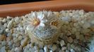 Mammillaria lasiacantha v. denudata