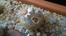 Mammillaria lasiacantha v. denudata