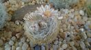 Mammillaria lasiacantha v. denudata