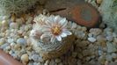 Mammillaria lasiacantha v. denudata