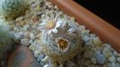 Mammillaria lasiacantha v. denudata
