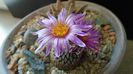 Turbinicarpus pseudopectinatus