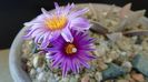Turbinicarpus pseudopectinatus