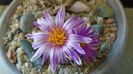 Turbinicarpus pseudopectinatus