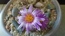 Turbinicarpus pseudopectinatus