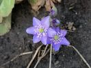 Hepatica nobilis..cu flori mult mai putine