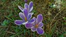 Crocusi