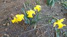 2 mart. 2020: Narcise