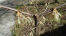 8 mart. 2020: Arbustul zânei (Chimonanthus praecox)