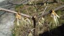 8 mart. 2020: Arbustul zânei (Chimonanthus praecox)