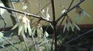 8 mart. 2020: Arbustul zânei (Chimonanthus praecox)