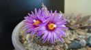 Turbinicarpus pseudopectinatus
