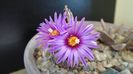 Turbinicarpus pseudopectinatus