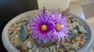 Turbinicarpus pseudopectinatus