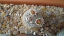 Mammillaria lasiacantha v. denudata