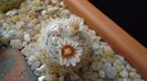 Mammillaria lasiacantha v. denudata
