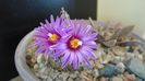 8 mart. 2020: Turbinicarpus pseudopectinatus