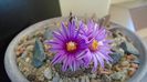 8 mart. 2020: Turbinicarpus pseudopectinatus