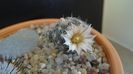 8 mart. 2020: Mammillaria coahuilensis ssp. albiarmata