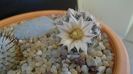 8 mart. 2020: Mammillaria coahuilensis ssp. albiarmata