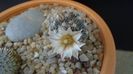 8 mart. 2020: Mammillaria coahuilensis ssp. albiarmata