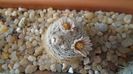 8 mart. 2020: Mammillaria lasiacantha v. denudata