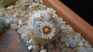 8 mart. 2020: Mammillaria lasiacantha v. denudata