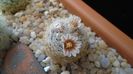 8 mart. 2020: Mammillaria lasiacantha v. denudata