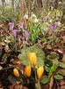 Crocus Yellow
