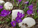 Crocusi Grand Maitre