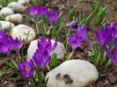 Crocusi Grand Maitre