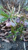 helleborus purpurascens(spânz)