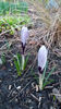 colchicum spp(branduse)